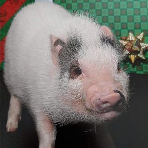 Meet your Posher, Gregory